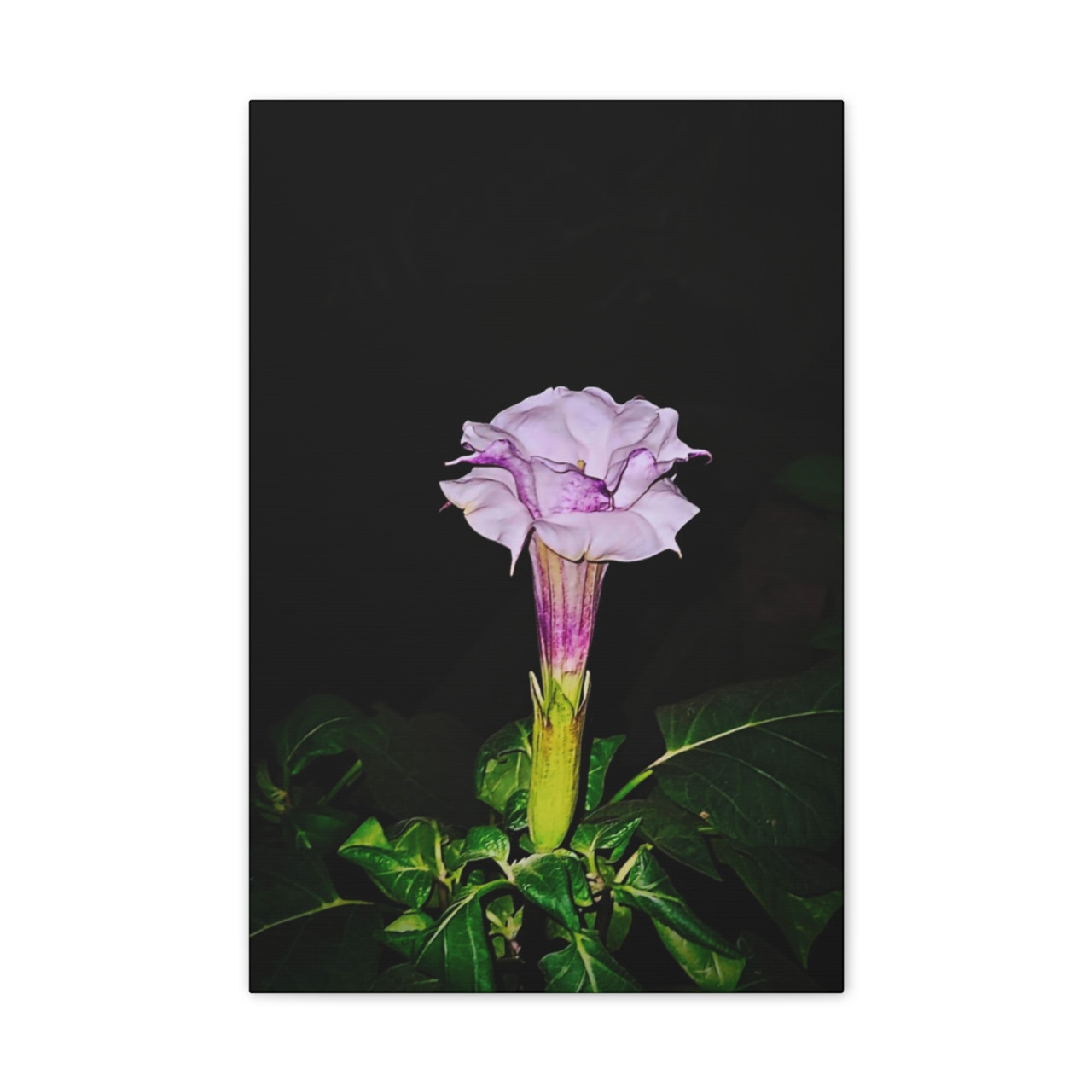 Devil's Trumpet - Stretched Canvas Print