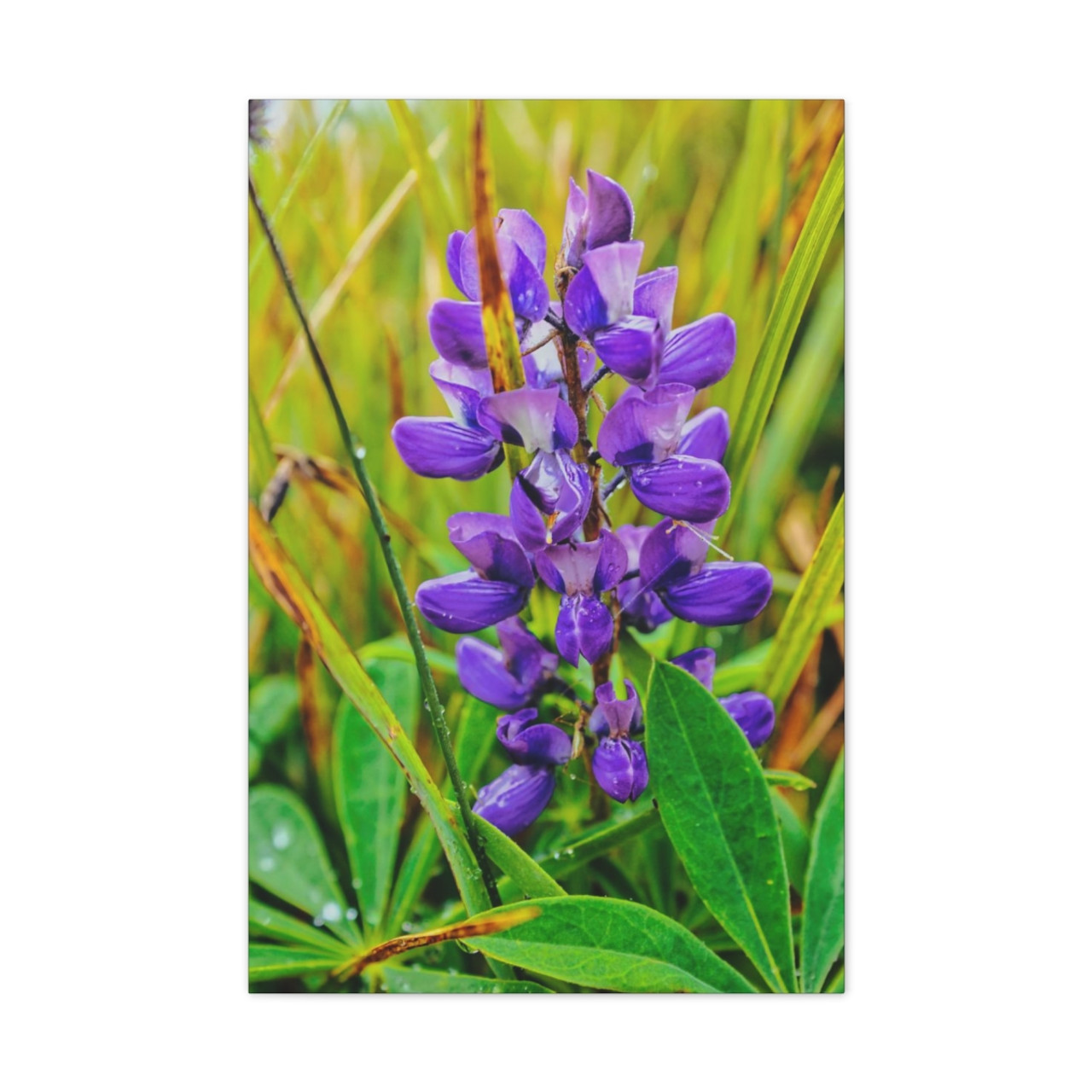 Lupine Lover - Stretched Canvas Print