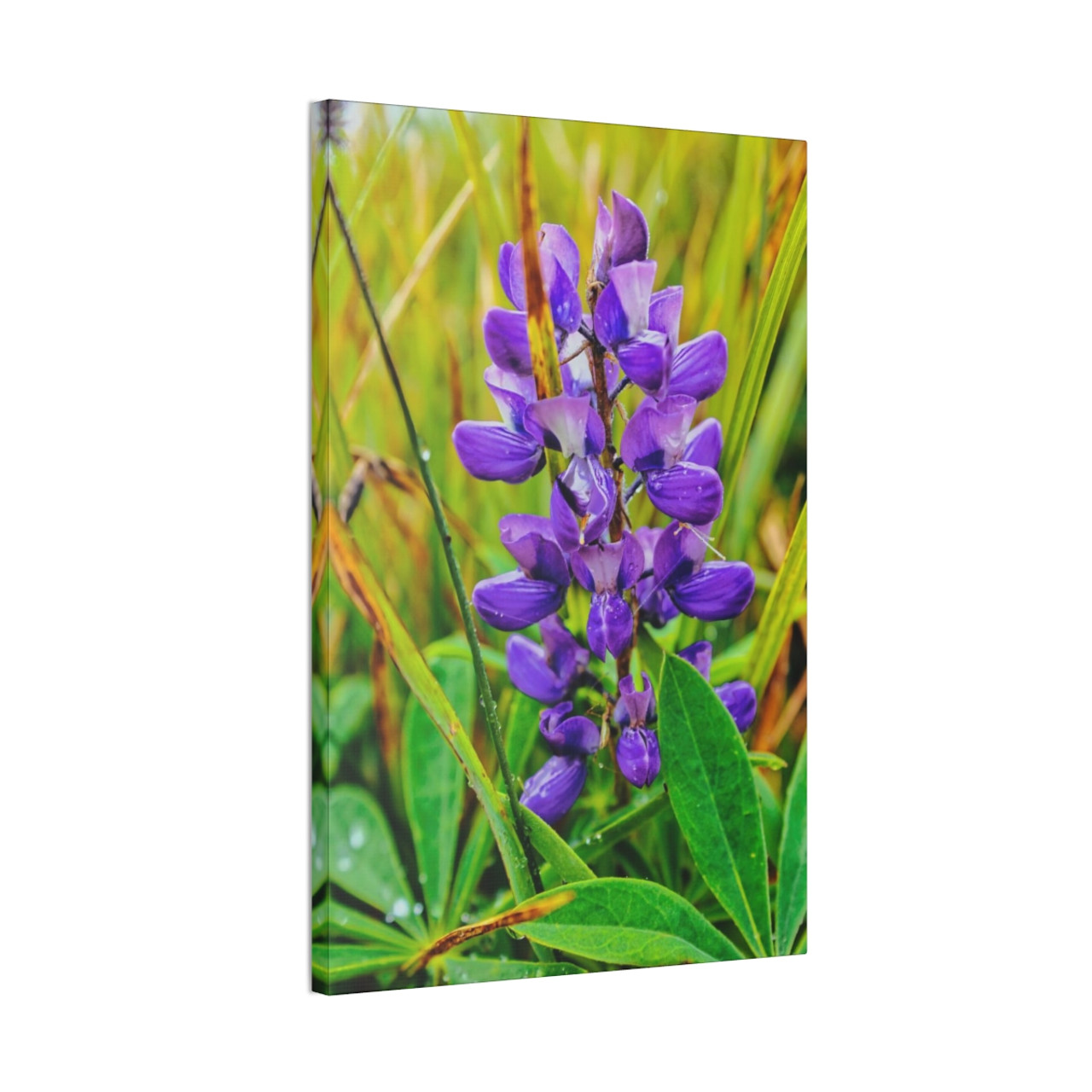 Lupine Lover - Stretched Canvas Print