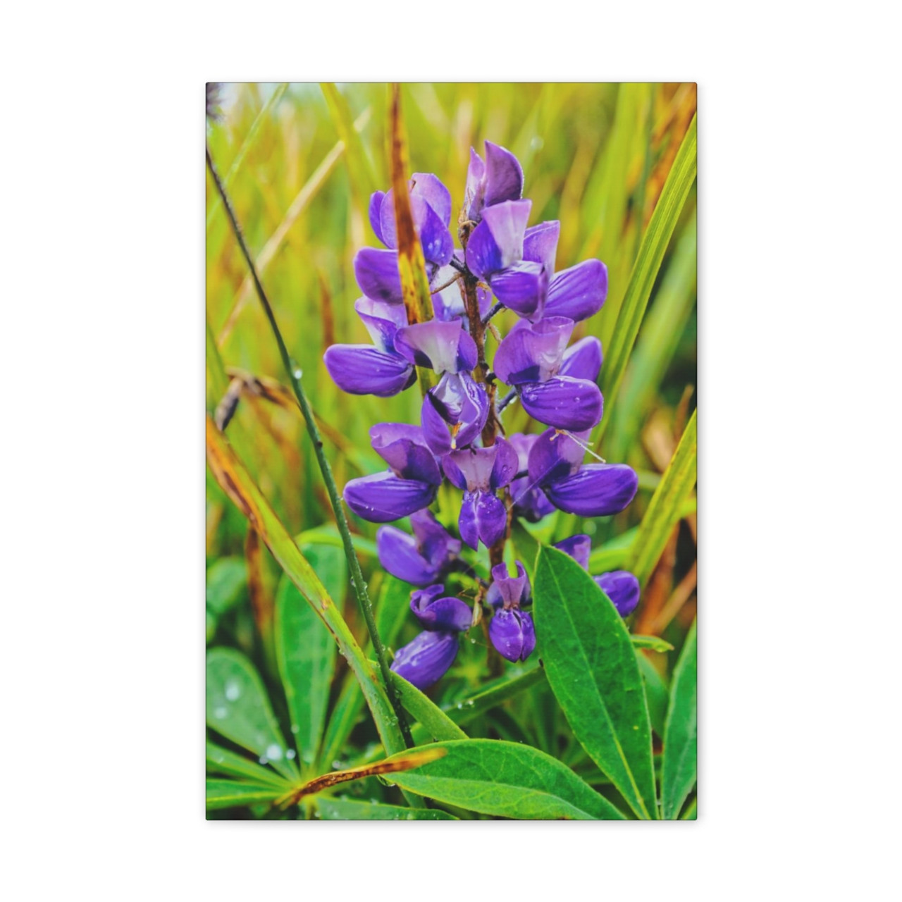 Lupine Lover - Stretched Canvas Print
