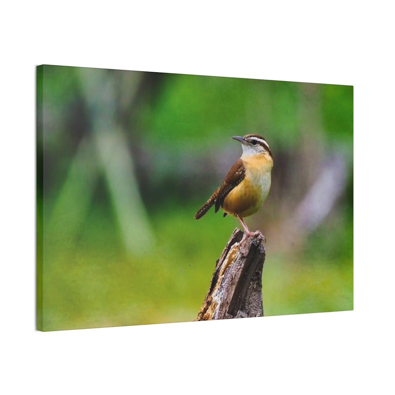 Finch - Stretched Canvas Print
