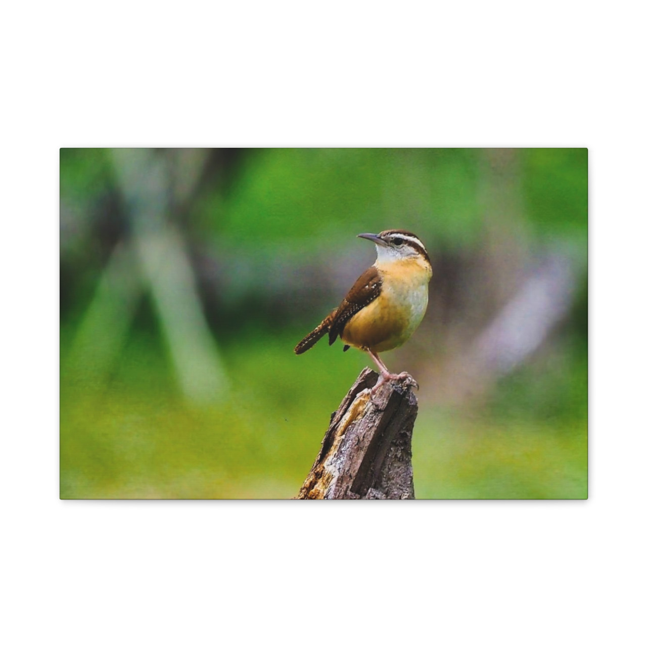 Finch - Stretched Canvas Print