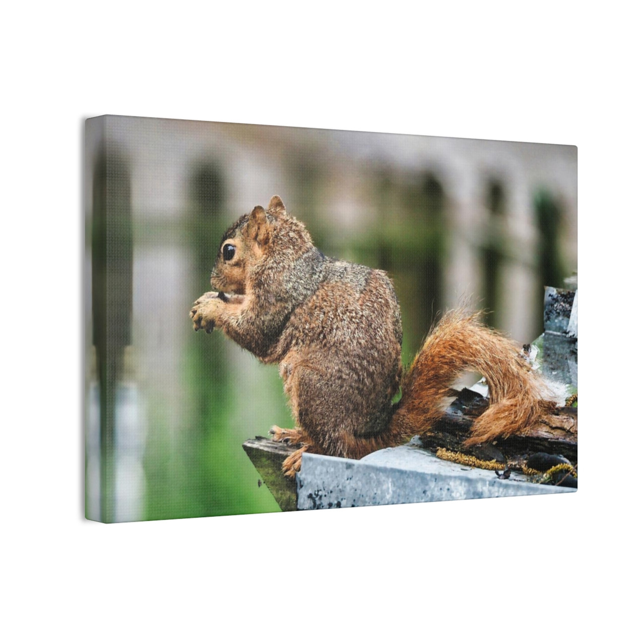 Biding His Time - Stretched Canvas Print