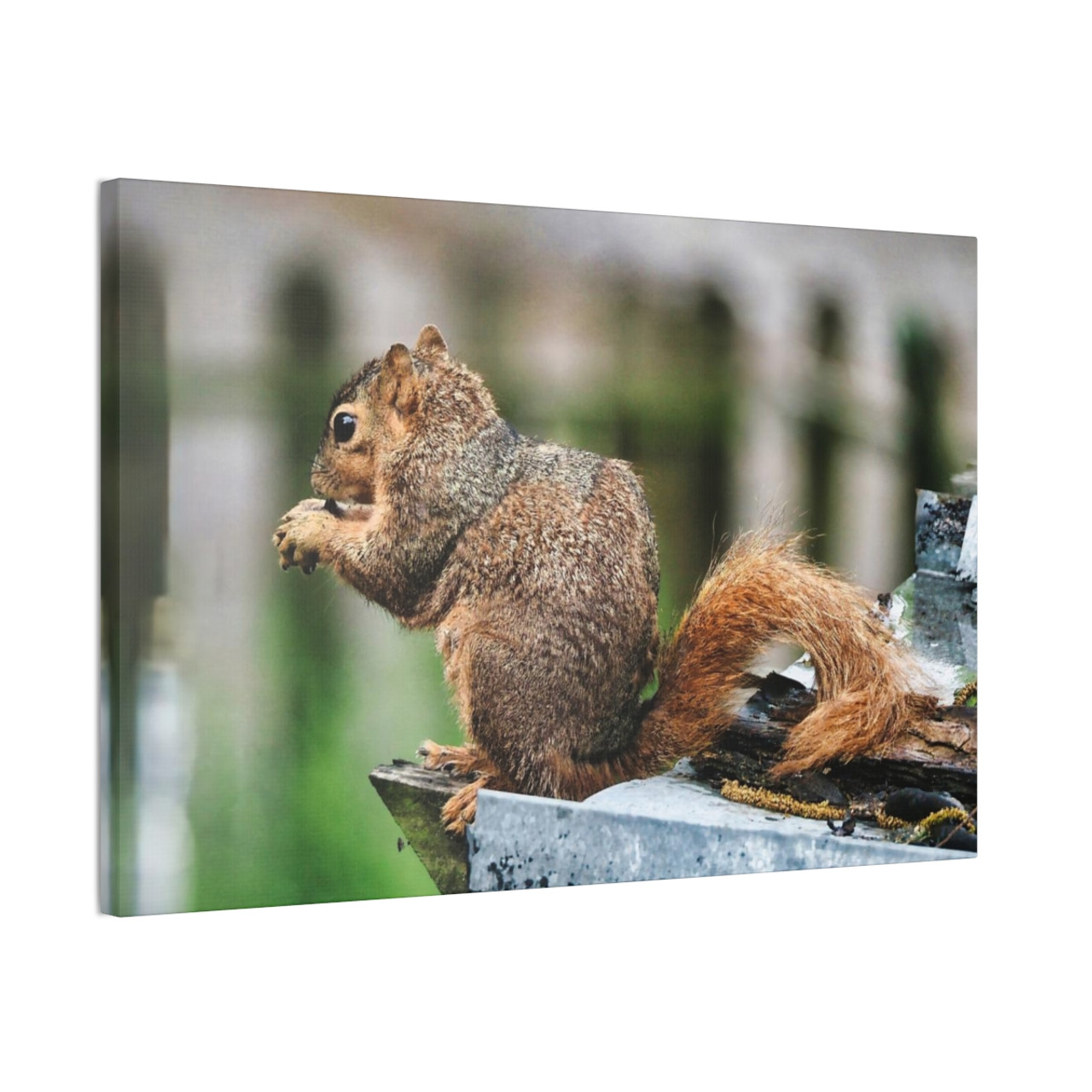 Biding His Time - Stretched Canvas Print