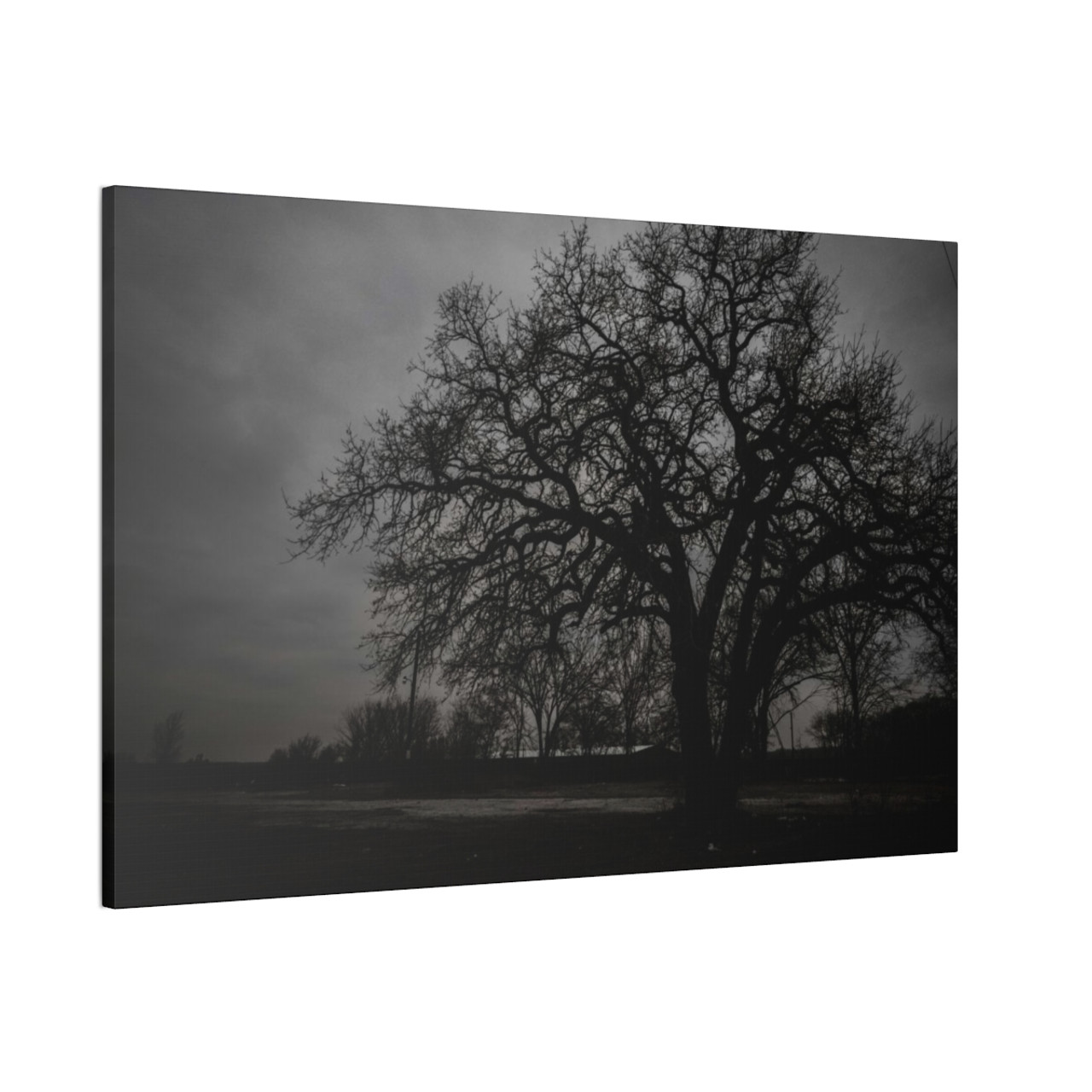 Haunted Oak - Stretched Canvas Print
