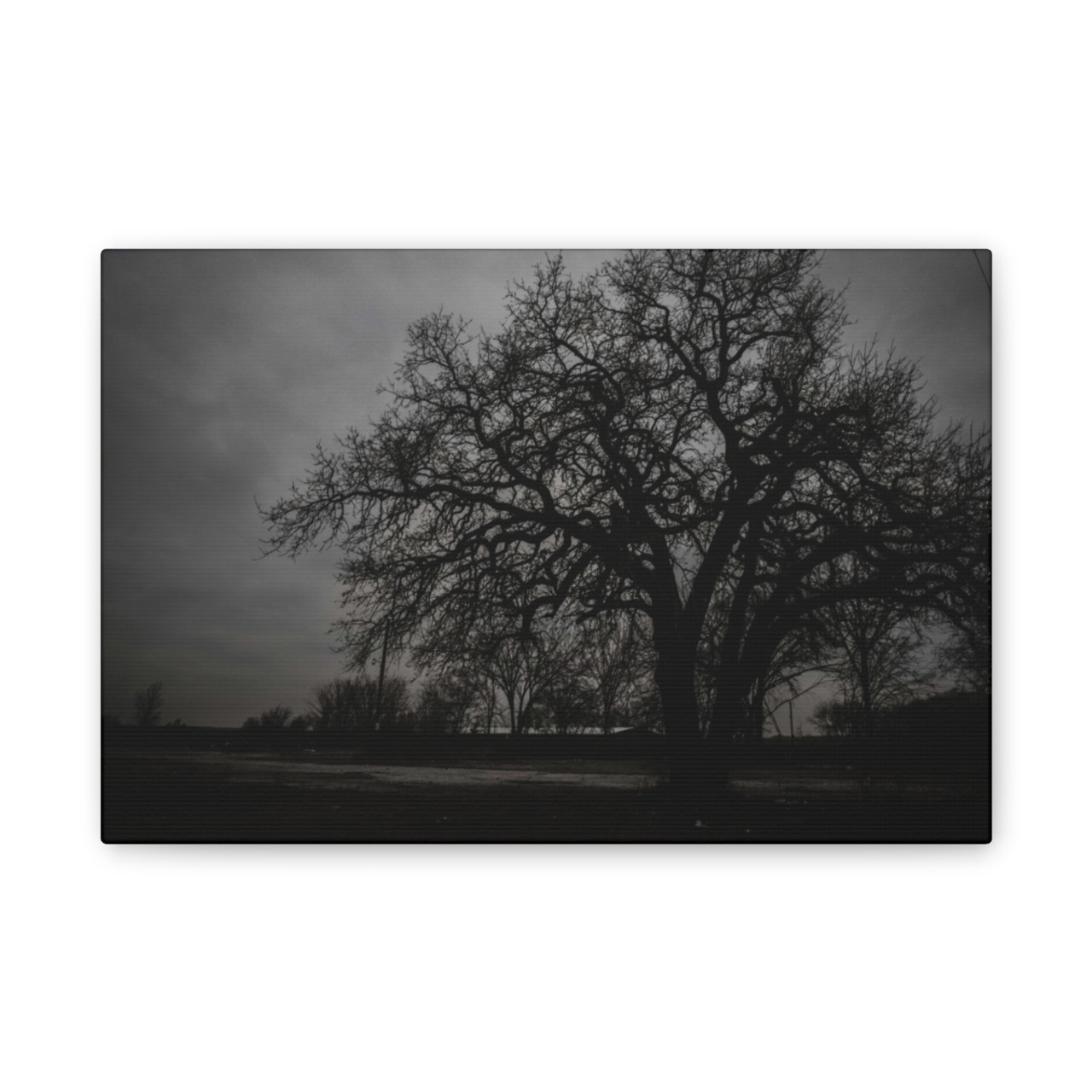 Haunted Oak - Stretched Canvas Print