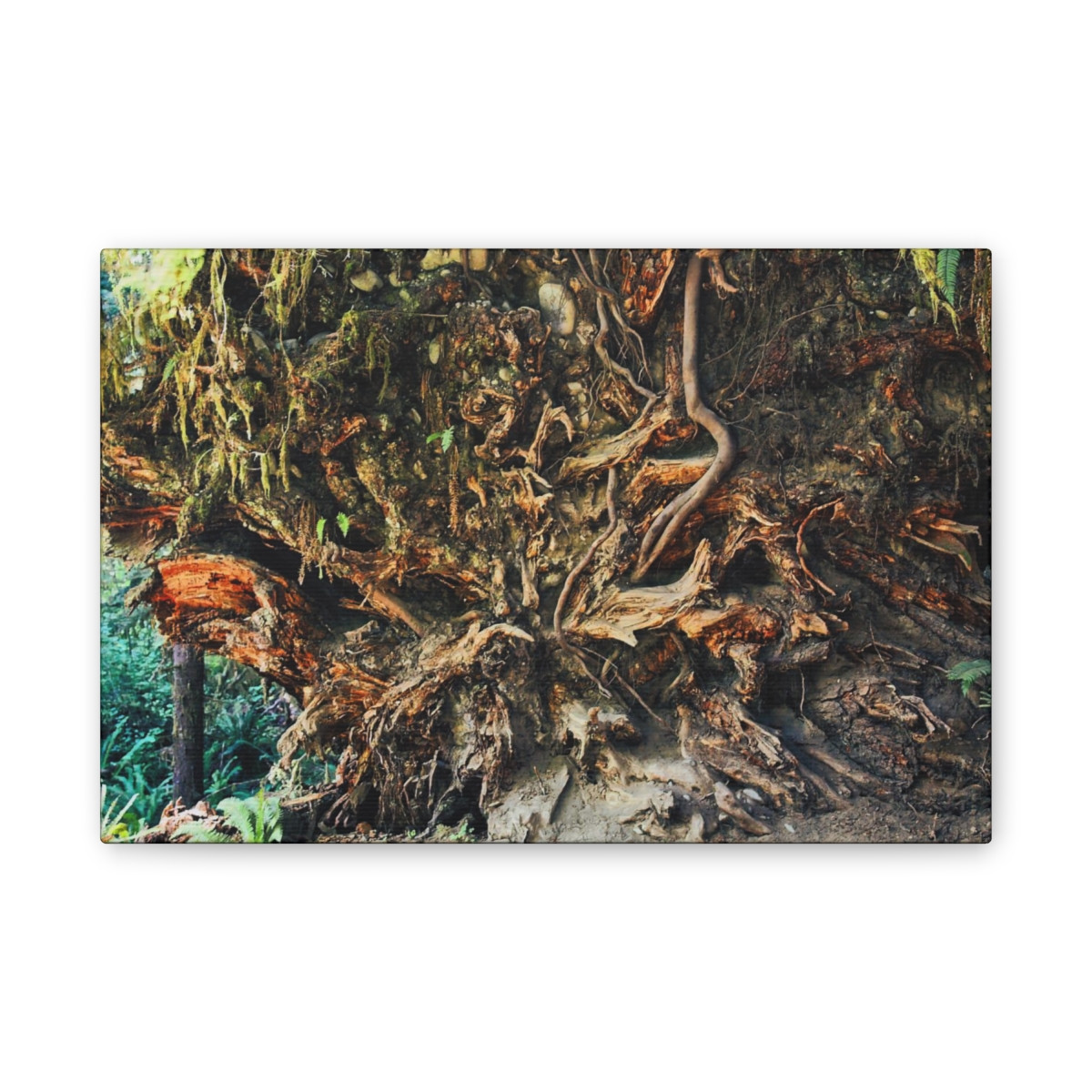 Back to Your Roots - Stretched Canvas Print