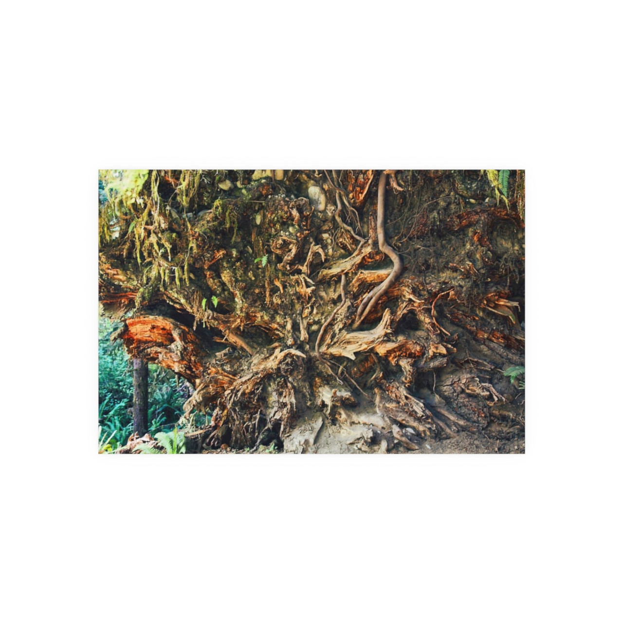 Back To Your Roots - Photographic Print