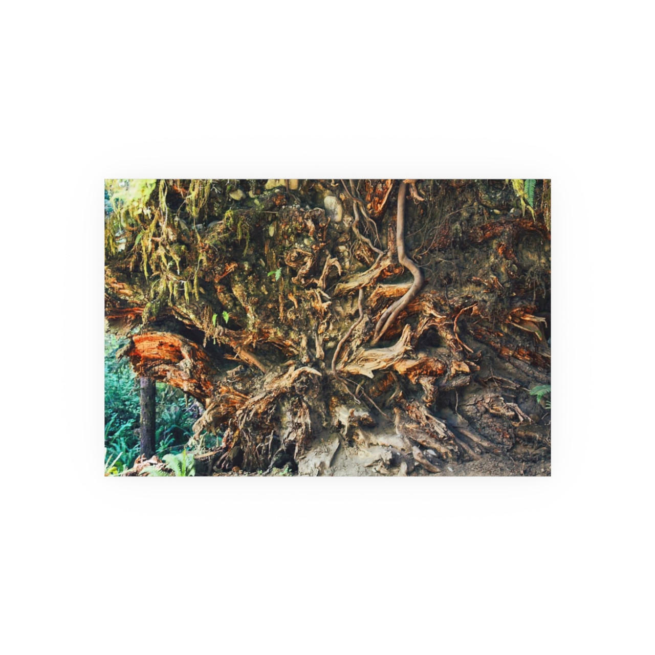 Back To Your Roots - Photographic Print