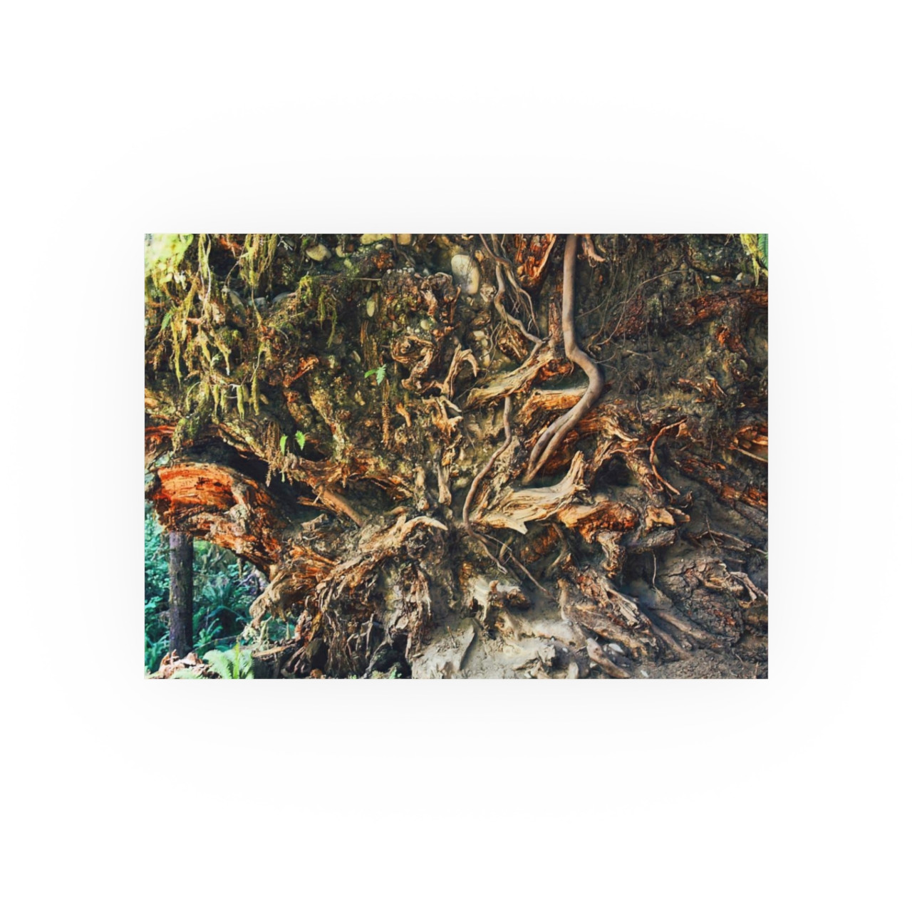 Back To Your Roots - Photographic Print