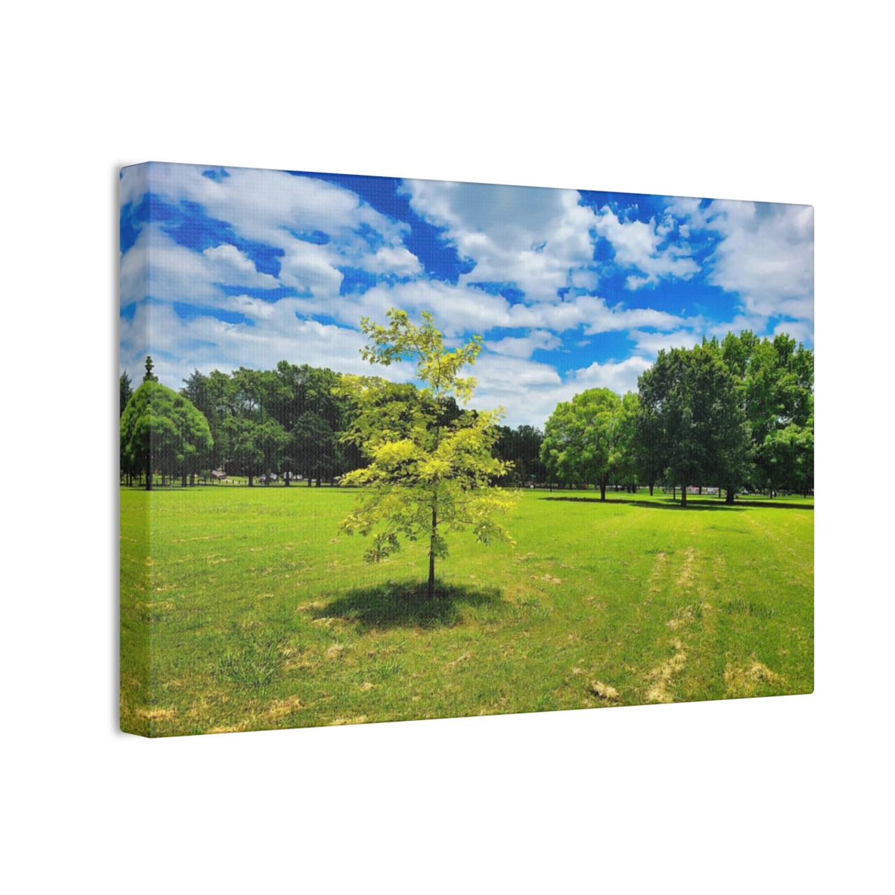 Sunny Day - Stretched Canvas Print