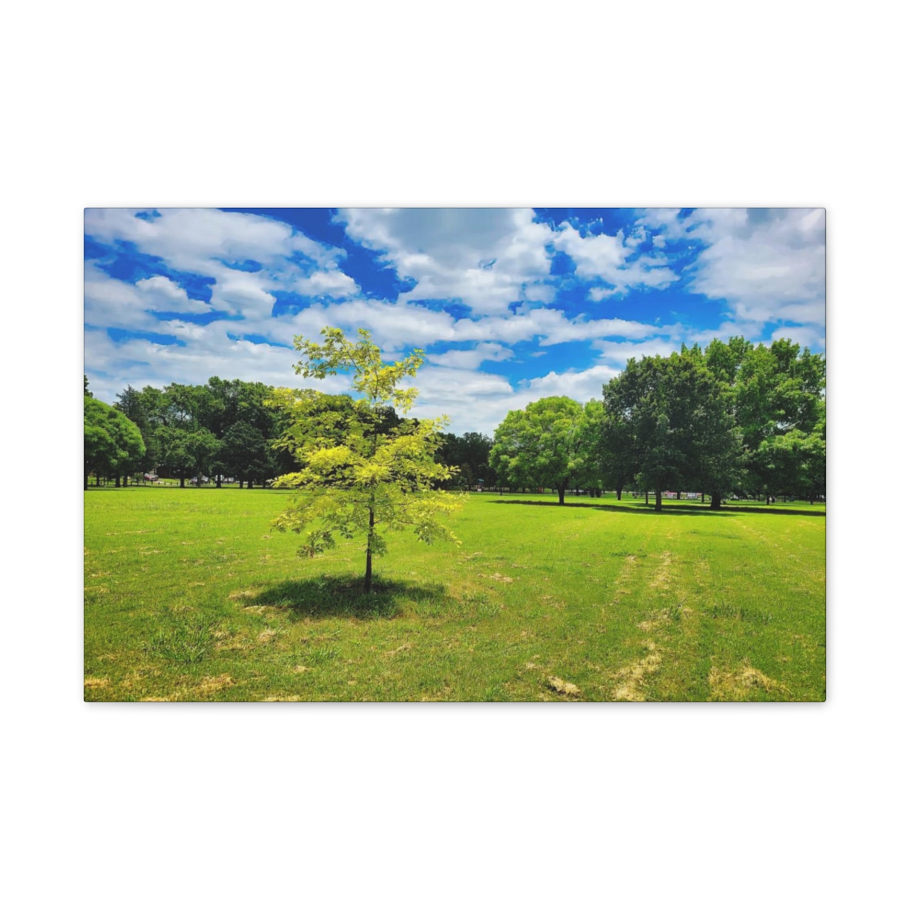 Sunny Day - Stretched Canvas Print