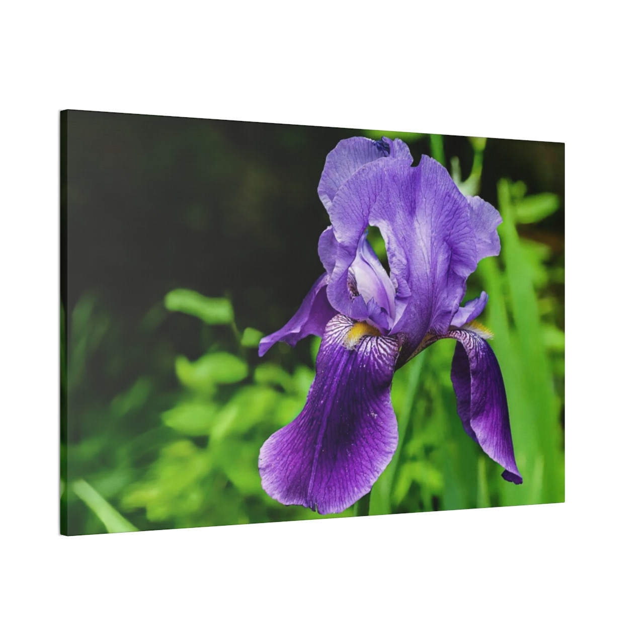Violet Iris - Stretched Canvas Print
