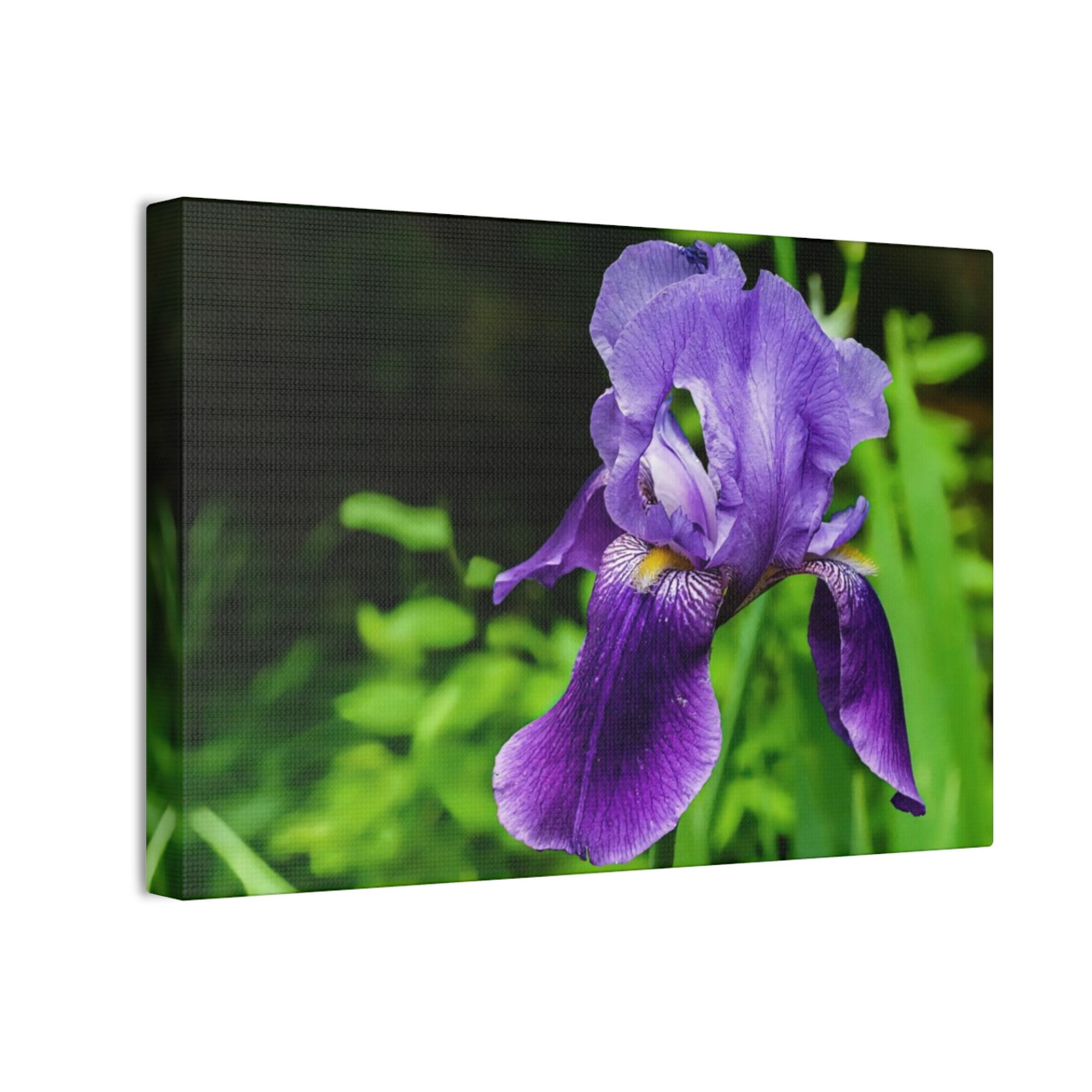 Violet Iris - Stretched Canvas Print