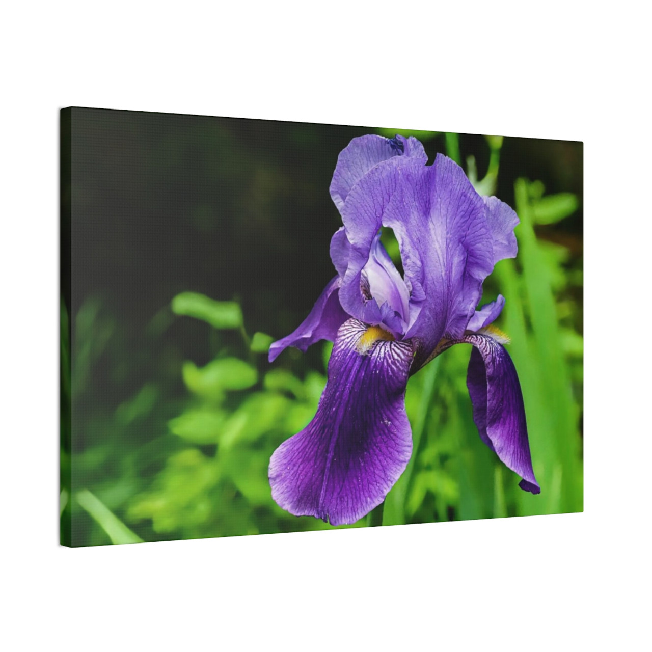 Violet Iris - Stretched Canvas Print