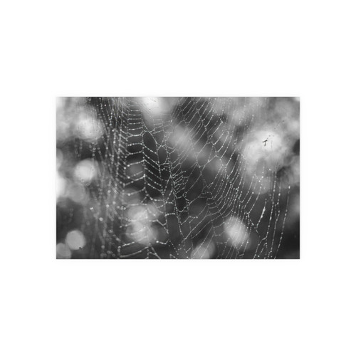 The Webs We Weave - Photographic Print
