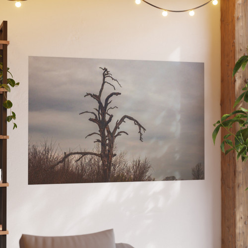 Lonely Oak - Photographic Print