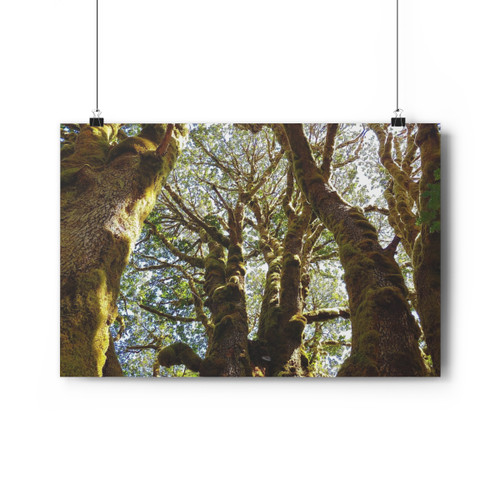Mossy Oak - Giclee-Printed Fine Art Photographic Print on Museum Grade Paper