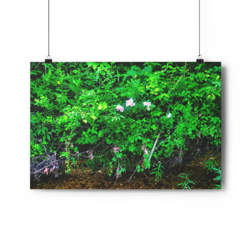 Pink Jasmine - Giclee-Printed Fine Art Photographic Print on Museum Grade Paper