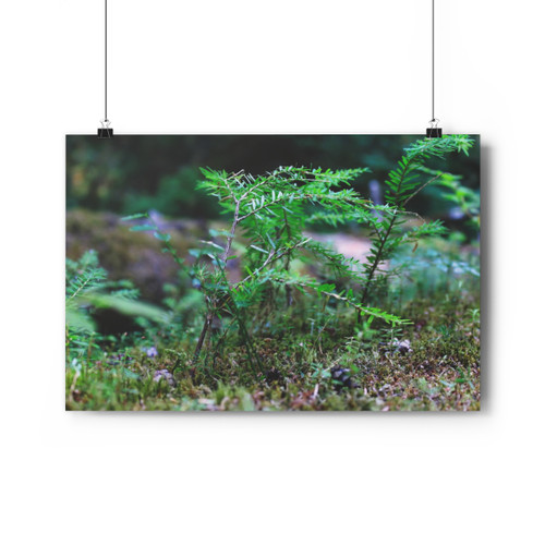 Tsuga Rising - Giclee-Printed Fine Art Photographic Print on Museum Grade Paper