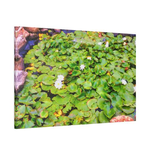 White Lotus - Stretched Canvas Print