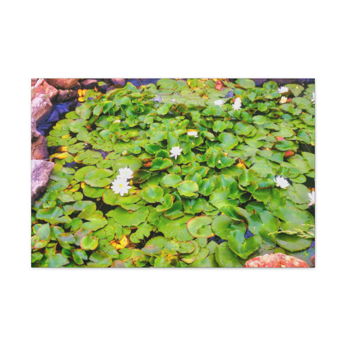 White Lotus - Stretched Canvas Print