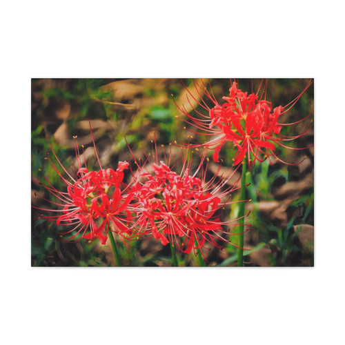 Red Spiders - Stretched Canvas Print