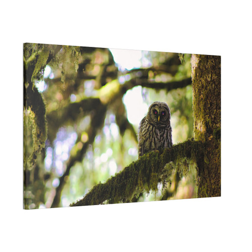 Owl Kami - Stretched Canvas Print