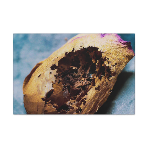 Beauty's Decay - Stretched Canvas Print