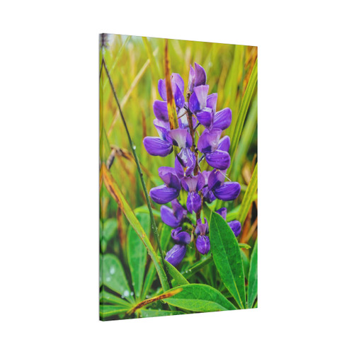 Lupine Lover - Stretched Canvas Print