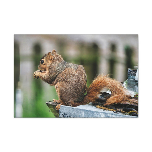 Biding His Time - Stretched Canvas Print