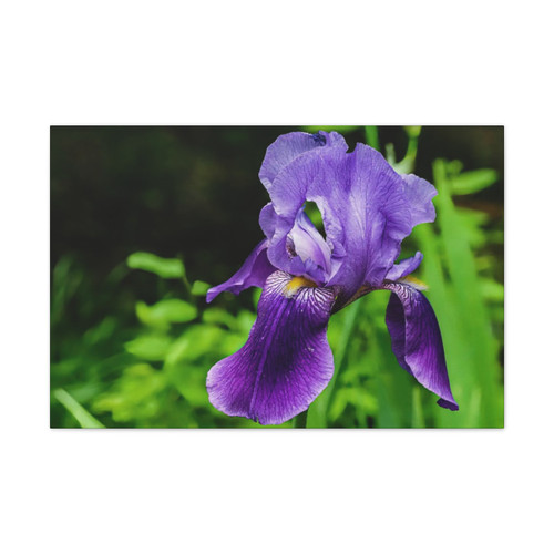 Violet Iris - Stretched Canvas Print