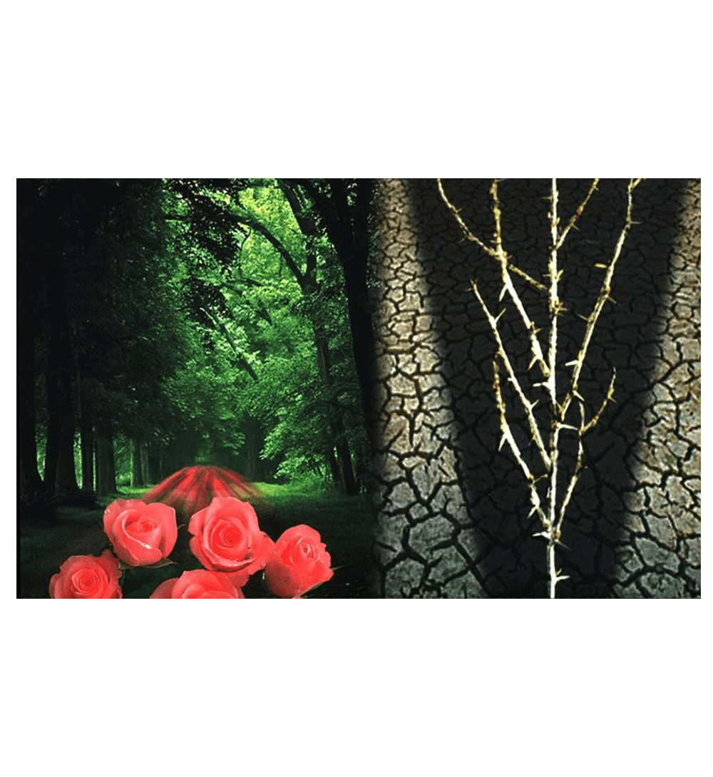 The Need For The Creed Al Qadar Allah S Decree 6