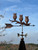 Three owls on a branch weathervane