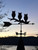Three owls on a branch weathervane