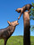Cat and Dog Weathervane