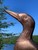 Dancing Loon weathervane Pm-122