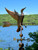 Dancing loon weathervane Pm-122