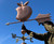 Large Apple with Bite Weathervane