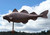 Extra Large Cod fish weathervane