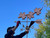 Three Maple  Leafs on a Branch, natural copper weathervane