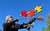 Painted Three Maple Leafs on a Branch weathervane