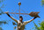 72"XXL Colossal Premium HW arrow weathervane