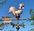 12" Weathercock Weathervane on 20" Arrow