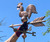 12" Weathercock Weathervane on 20" Arrow