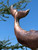 14" Whale Weathervane on a 20" Arrow