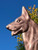 21" German Shepherd Weathervane on a 26" Arrow