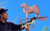 16" Pug Weathervane on a 24" Arrow