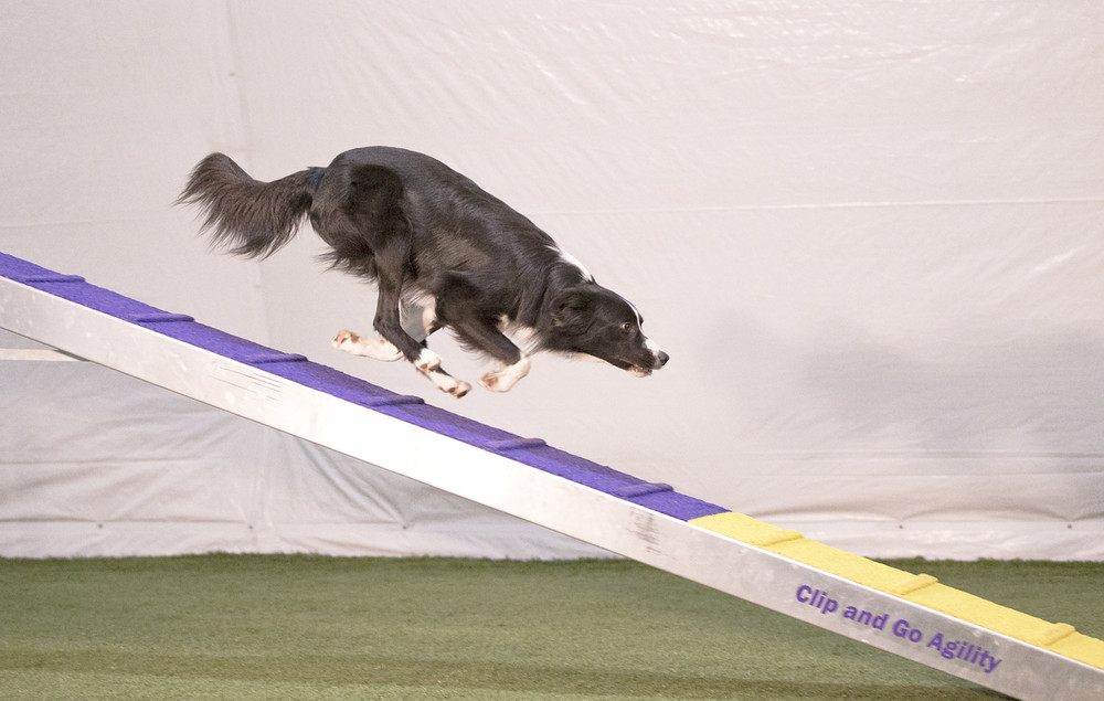 go dog agility