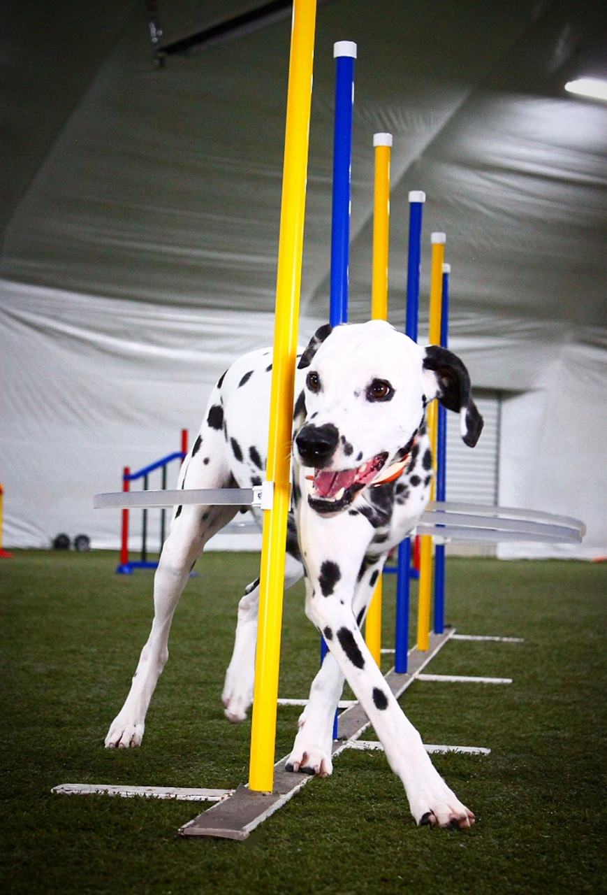 Salt Lake Ksl Dogs AKC Intense Standard Poodle *STUDS* Pets